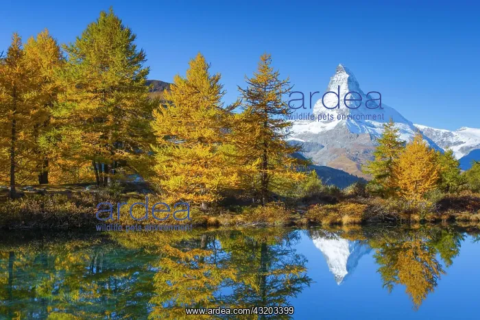 : Matterhorn and Lake Grindji, Valais, Switzerland : Matterhorn and Lake Grindji, Valais, Switzerland