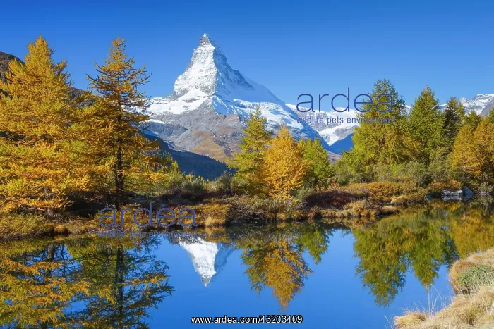 : Matterhorn and Lake Grindji, Valais, Switzerland : Matterhorn and Lake Grindji, Valais, Switzerland