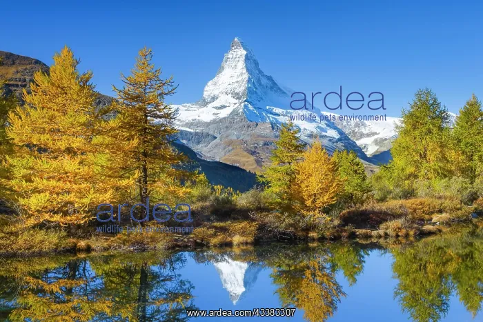 : Matterhorn and Lake Grindji, Valais, Switzerland : Matterhorn and Lake Grindji, Valais, Switzerland