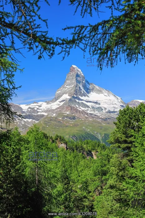 : Matterhorn and larch forest in summer, Valais, Switzerland : Matterhorn and larch forest in summer, Valais, Switzerland