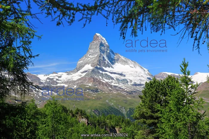 : Matterhorn and larch forest in summer, Valais, Switzerland : Matterhorn and larch forest in summer, Valais, Switzerland