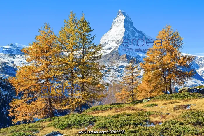 : Matterhorn and larch, Valais, Switzerland, Europe : Matterhorn and larch, Valais, Switzerland, Europe