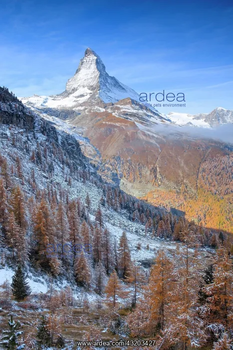  : Matterhorn and larch, Valais, Switzerland, Europe