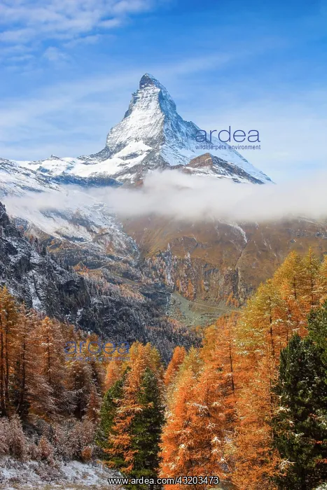 : Matterhorn and larch, Valais, Switzerland, Europe : Matterhorn and larch, Valais, Switzerland, Europe