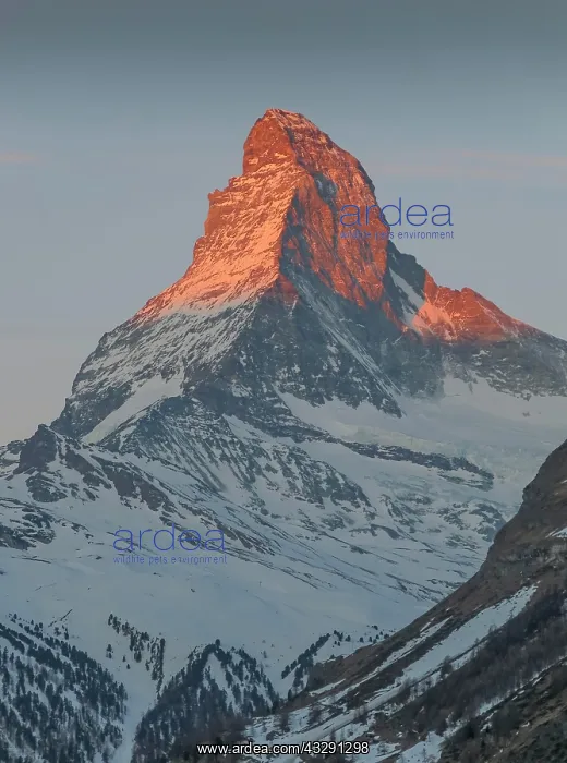: Matterhorn in the morning light, Zermatt, Valais : Matterhorn in the morning light, Zermatt, Valais