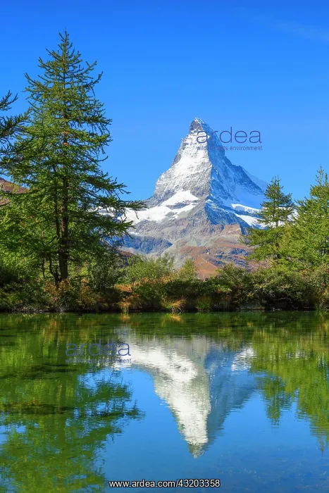 : Matterhorn and mountain lake, Valais, Switzerland : Matterhorn and mountain lake, Valais, Switzerland
