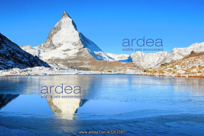 : Matterhorn and mountain lake, Valais, Switzerland : Matterhorn and mountain lake, Valais, Switzerland