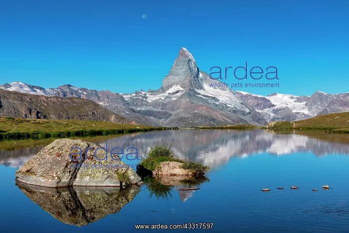 : Matterhorn reflected in the Stellisee, Zermatt : Matterhorn reflected in the Stellisee, Zermatt
