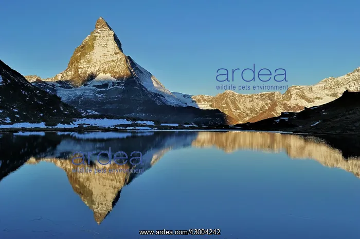 : Matterhorn with reflection Riffelsee at dusk sunrise : Matterhorn with reflection Riffelsee at dusk sunrise