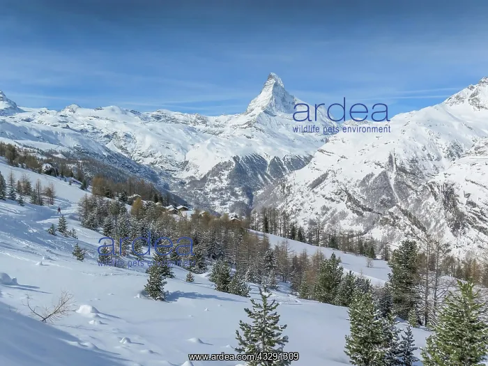 : Matterhorn, Sunnegga Alm, Valais, Switzerland, Europe : Matterhorn, Sunnegga Alm, Valais, Switzerland, Europe