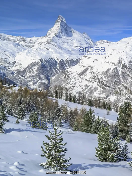  : Matterhorn, Sunnegga Alm, Valais, Switzerland, Europe
