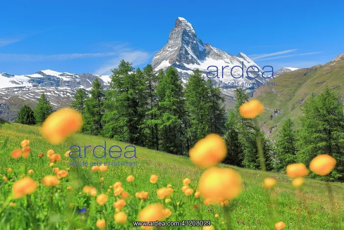 : Matterhorn with troll flowers, Valais, Switzerland : Matterhorn with troll flowers, Valais, Switzerland