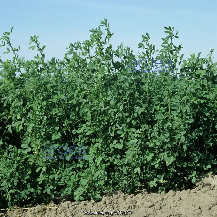 : Mature alfalfa crop : Mature alfalfa crop