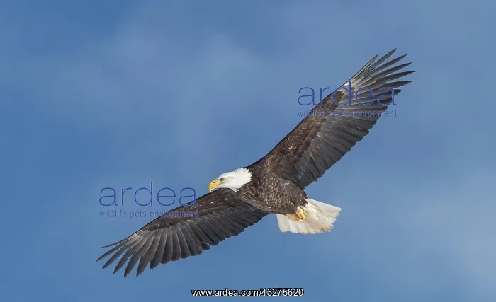 : A mature bald eagle in flight, Annapolis Valley : A mature bald eagle in flight, Annapolis Valley