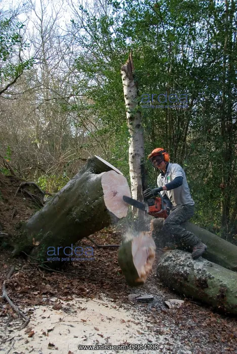 : Mature Beech Tree - tree surgeon tidying up felled tree : Mature Beech Tree - tree surgeon tidying up felled tree