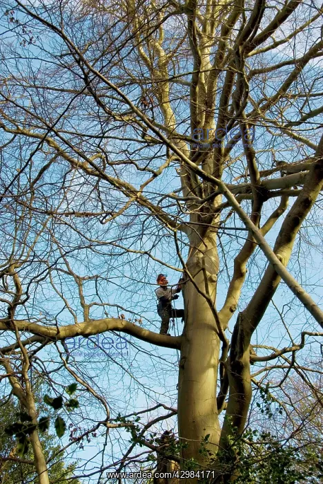 : Mature Beech Tree - being worked on by tree surgeon : Mature Beech Tree - being worked on by tree surgeon