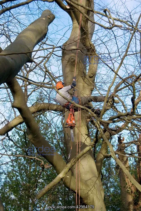 : Mature Beech Tree - being worked on by tree surgeon : Mature Beech Tree - being worked on by tree surgeon