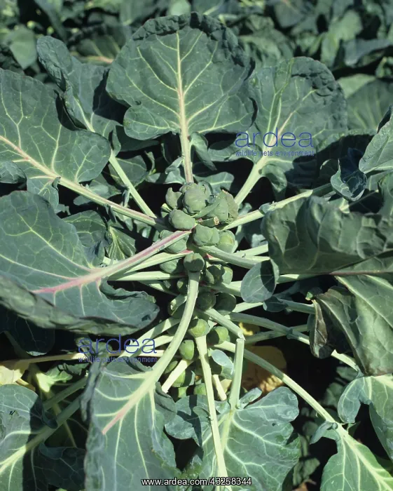 : Mature Brussels Sprouts : Mature Brussels Sprouts