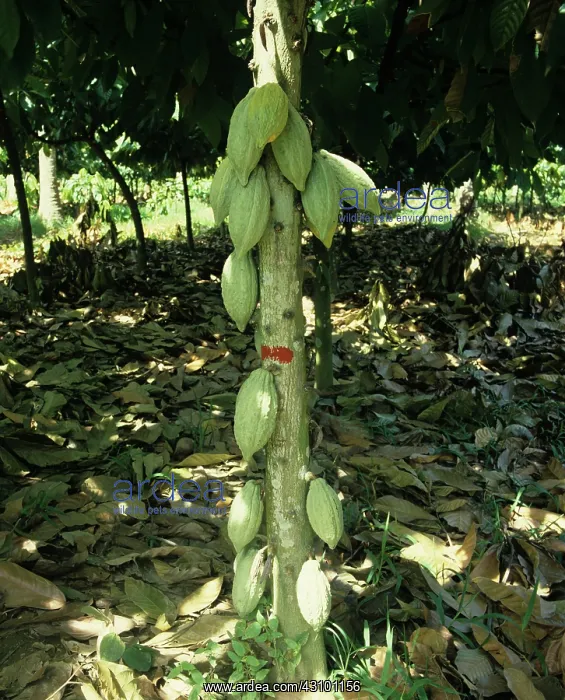 : Mature Cacao Pods : Mature Cacao Pods