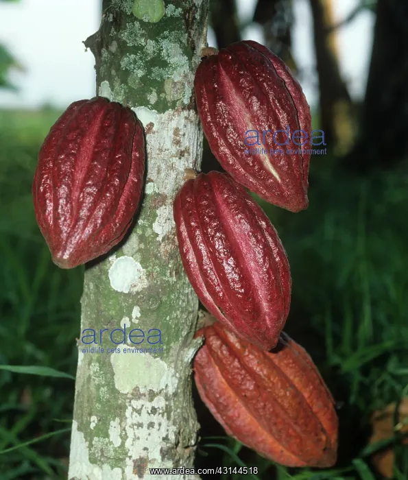 : Mature cocoa pods : Mature cocoa pods
