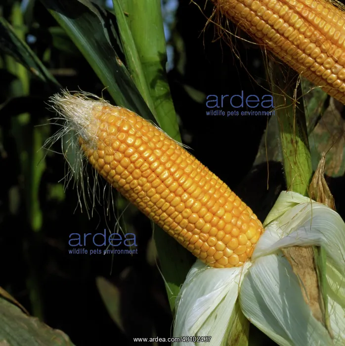 : Mature corn cob : Mature corn cob
