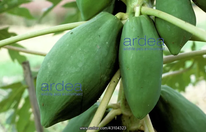 : Mature fruit on a papaya tree in Thailand : Mature fruit on a papaya tree in Thailand