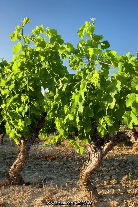 : Mature Grapevines near Roussillon, in the : Mature Grapevines near Roussillon, in the