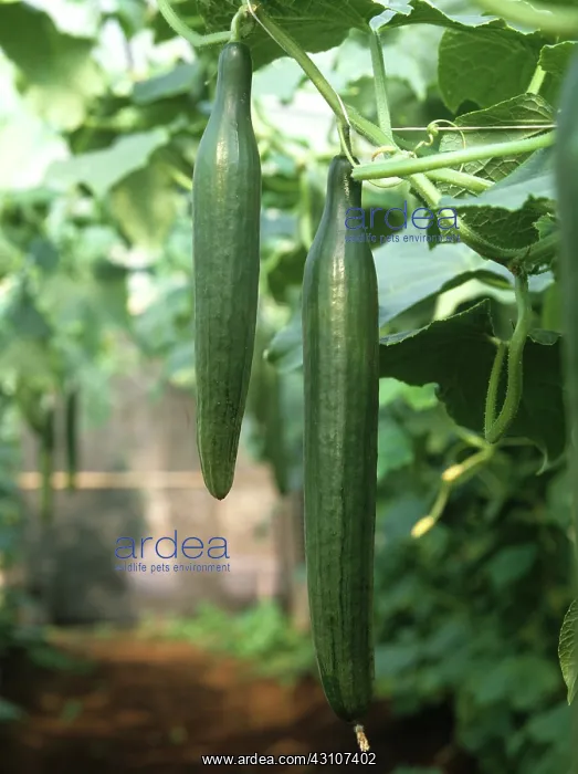: Mature greenhouse cucumbers : Mature greenhouse cucumbers