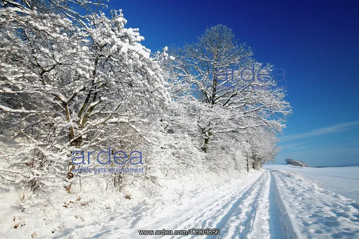 : Mature Hedge - covered in snow : Mature Hedge - covered in snow