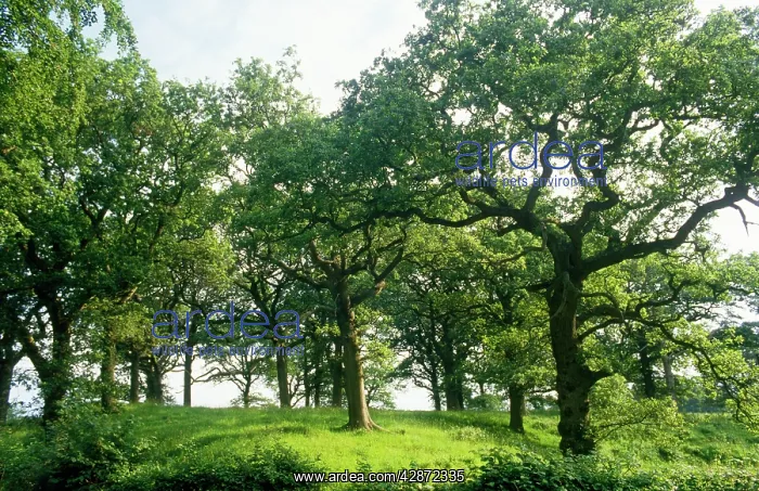 : Mature Oak - spinney, summer : Mature Oak - spinney, summer