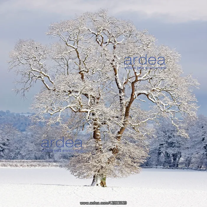 : Mature Oak Tree - covered in winter snow : Mature Oak Tree - covered in winter snow