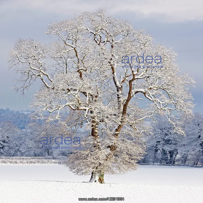 : Mature Oak Tree - covered in winter snow : Mature Oak Tree - covered in winter snow
