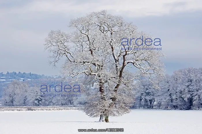 : Mature Oak Tree - covered in winter snow - December : Mature Oak Tree - covered in winter snow - December