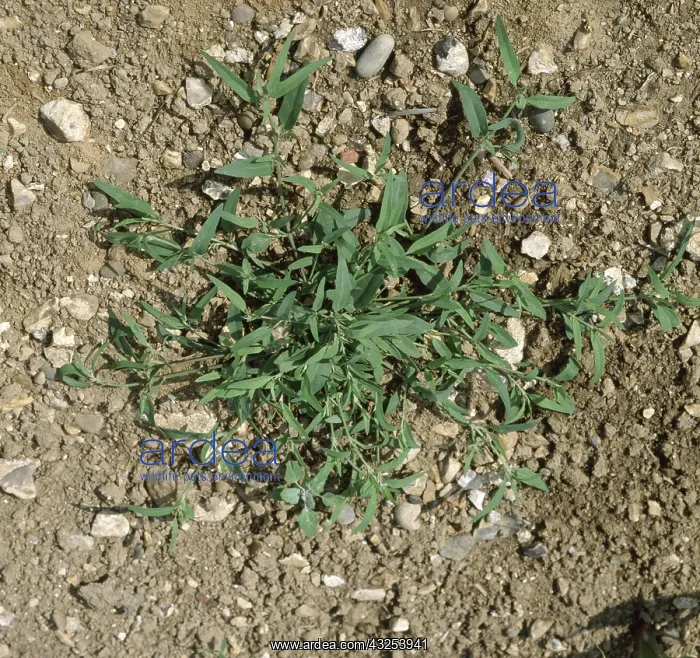  : Mature Orache plant