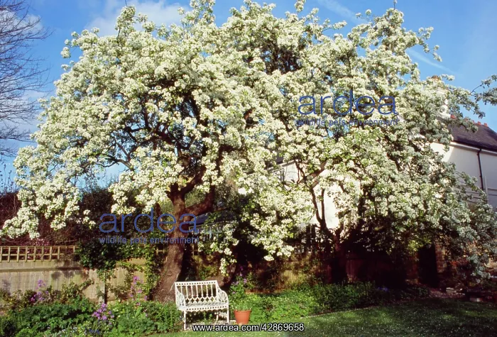  : Mature PEAR TREE - In blossom