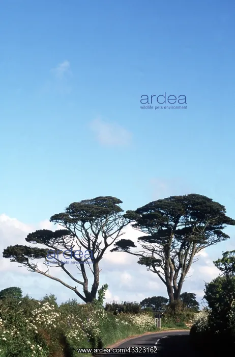 : MATURE PINE TREES : MATURE PINE TREES