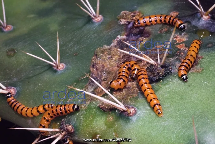 : Mature Prickly Pear Moth larvae on cladode of prickly pear : Mature Prickly Pear Moth larvae on cladode of prickly pear