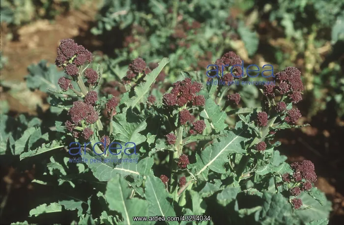 : Mature purple broccoli : Mature purple broccoli