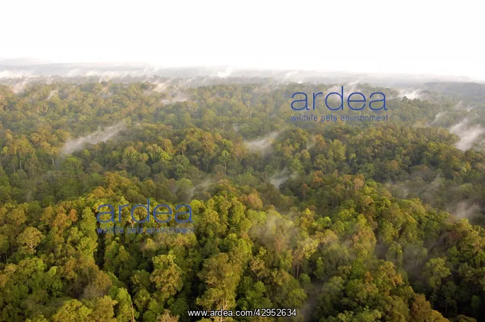 : Mature rainforest at dawn, a view from a helicopter : Mature rainforest at dawn, a view from a helicopter