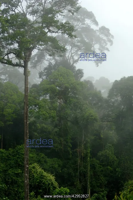 : Mature rainforest in the mist at dawn, river Danum : Mature rainforest in the mist at dawn, river Danum