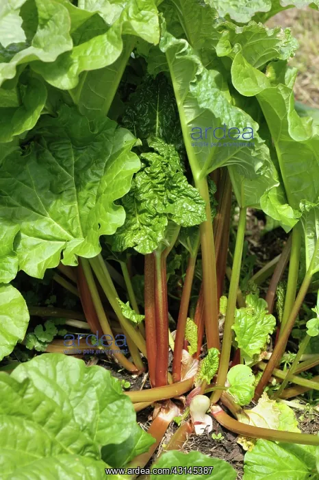 : Mature rhubarb plant : Mature rhubarb plant