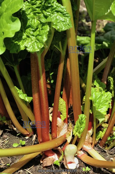: Mature rhubarb plant : Mature rhubarb plant