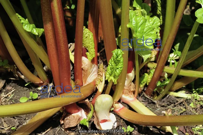 : Mature rhubarb plant : Mature rhubarb plant