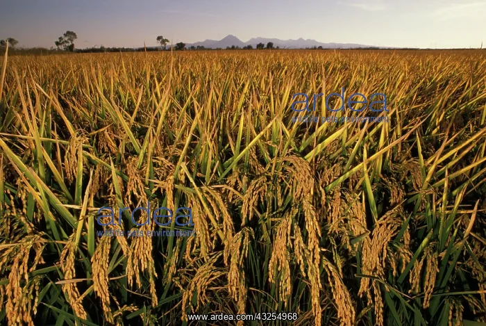 : Mature rice crop : Mature rice crop