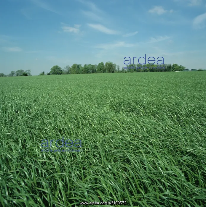 : Mature ryegrass ley : Mature ryegrass ley