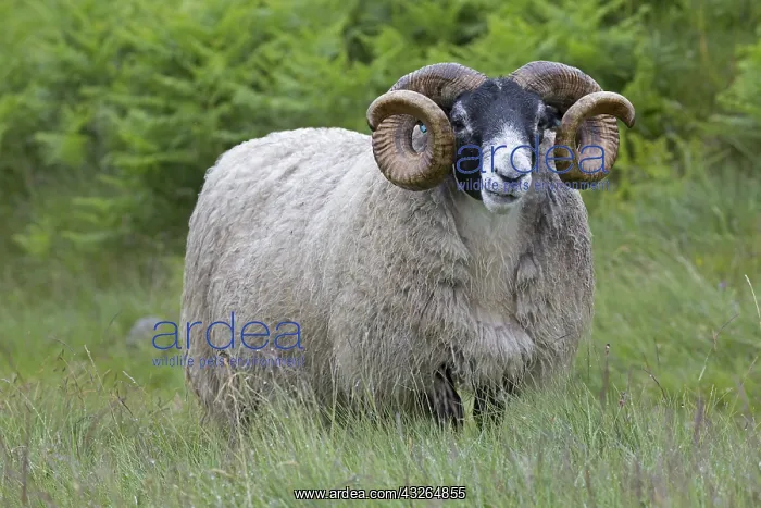 : Mature Scottish Blackface ram sheep Galloway Scotalnd : Mature Scottish Blackface ram sheep Galloway Scotalnd