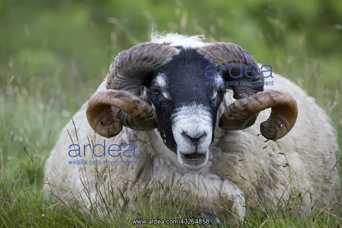  : Mature Scottish Blackface ram sheep Galloway Scotalnd