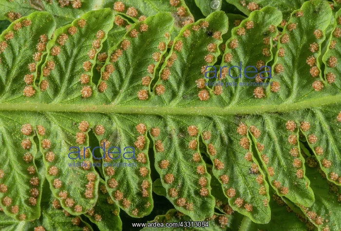 : Mature sori of Lemon-scented fern, Oreopteris li : Mature sori of Lemon-scented fern, Oreopteris li