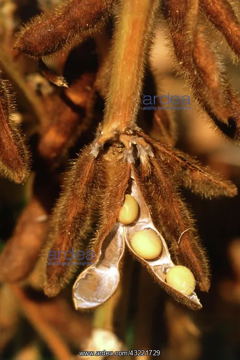 : Mature soybeans : Mature soybeans