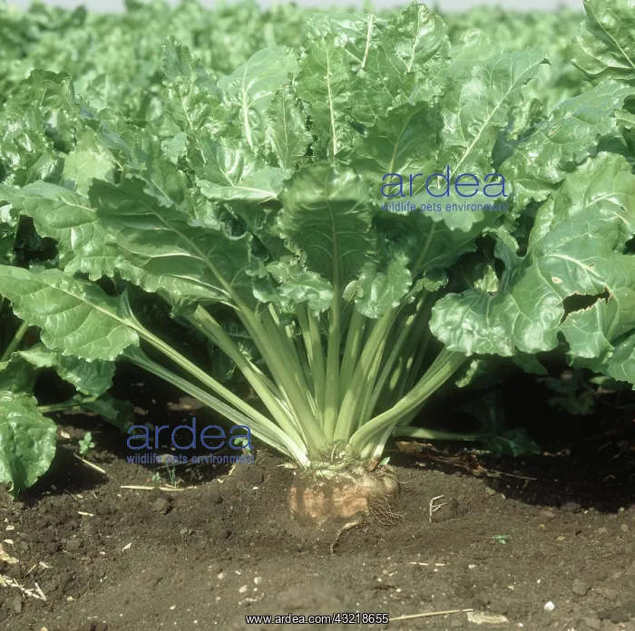: Mature Sugar Beet : Mature Sugar Beet